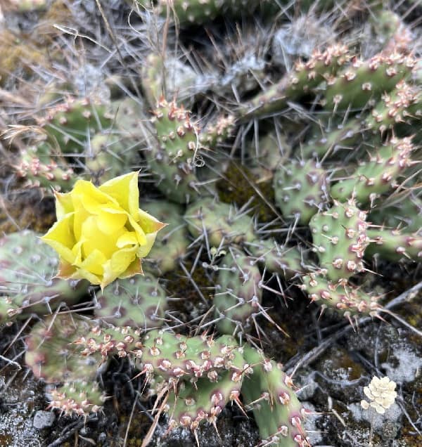 opuntia columbiana