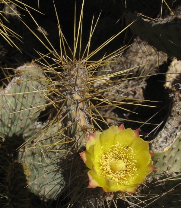 opuntia comonduensis