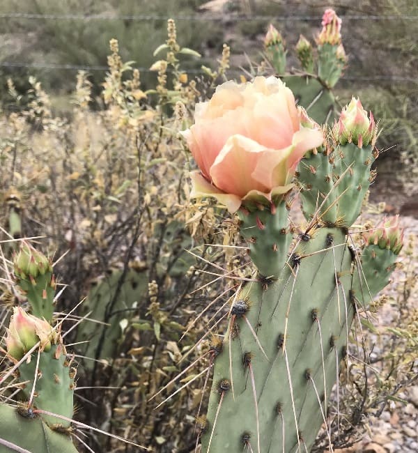 opuntia confusa