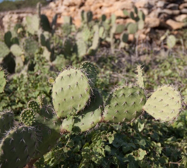 opuntia curassavica