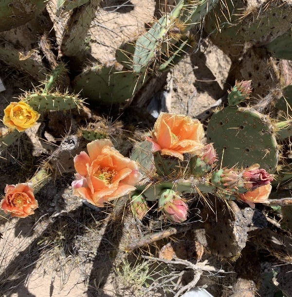 opuntia cyclodes