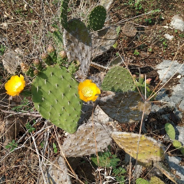 opuntia deamii