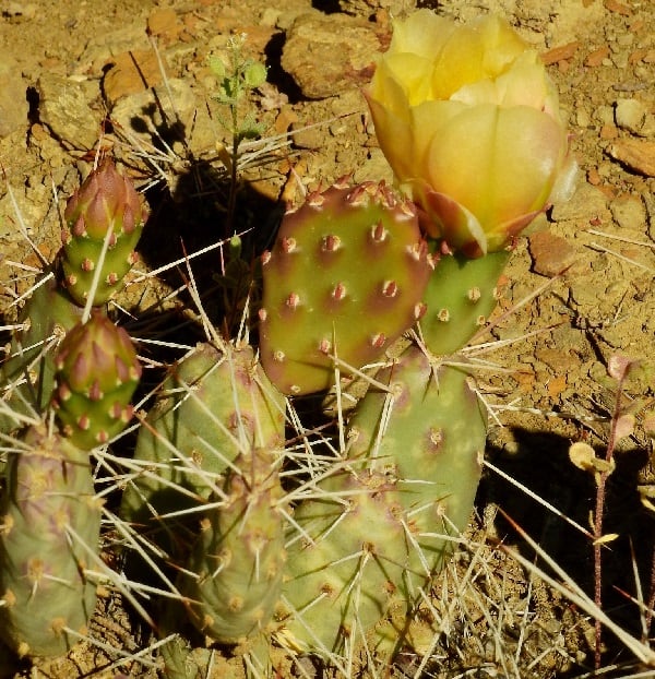 opuntia debreczyi