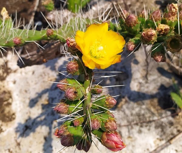 opuntia decumbens