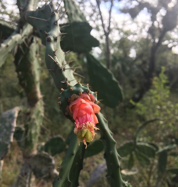 opuntia dejecta