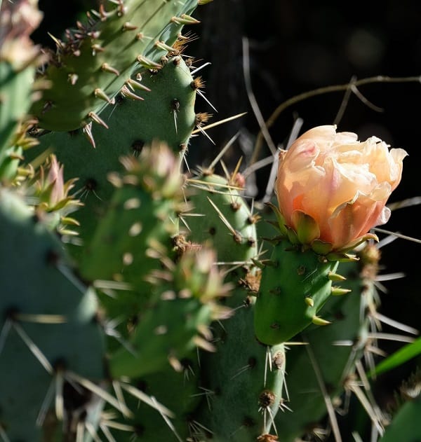 opuntia demissa