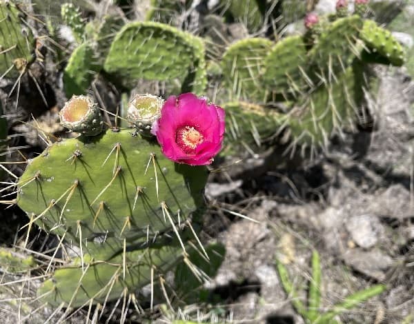 opuntia depressa