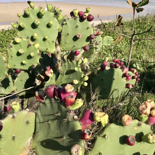 opuntia dillenii