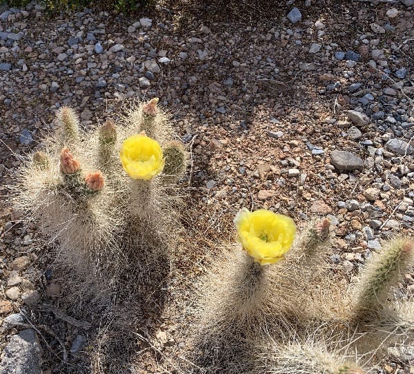 opuntia diploursina