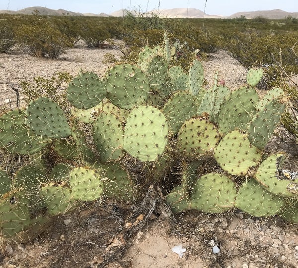 opuntia discata