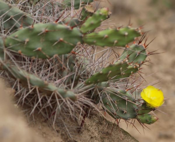 opuntia discolor