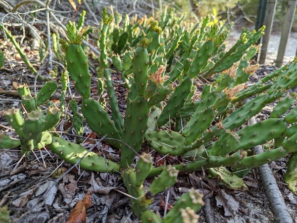 opuntia drummondii