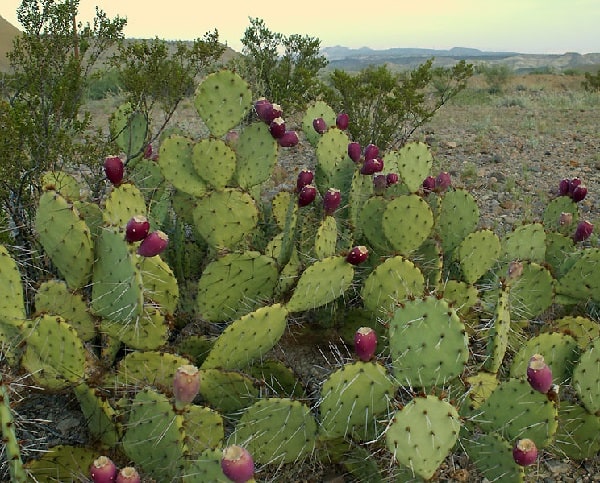 opuntia dulcis