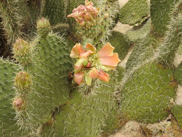 opuntia durangensis