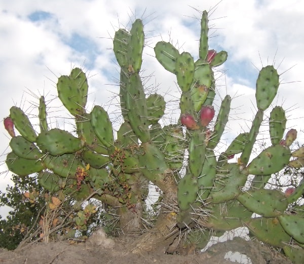 opuntia elata