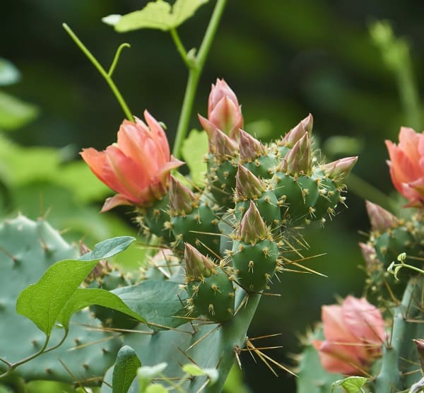 opuntia elatior