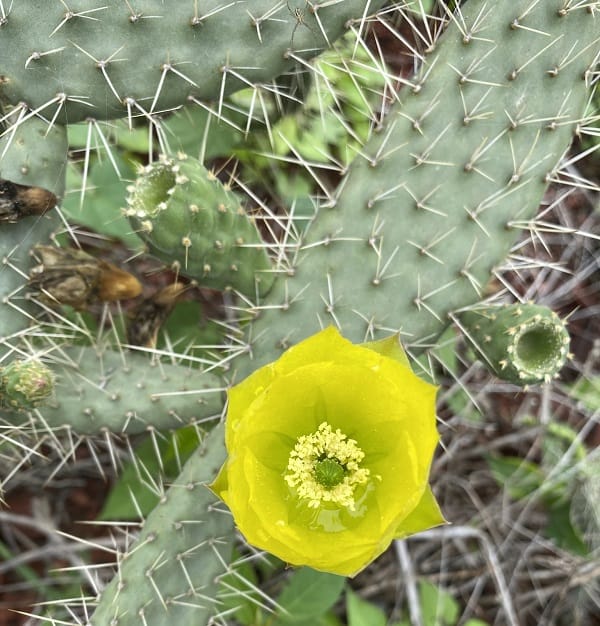 opuntia elizondoana