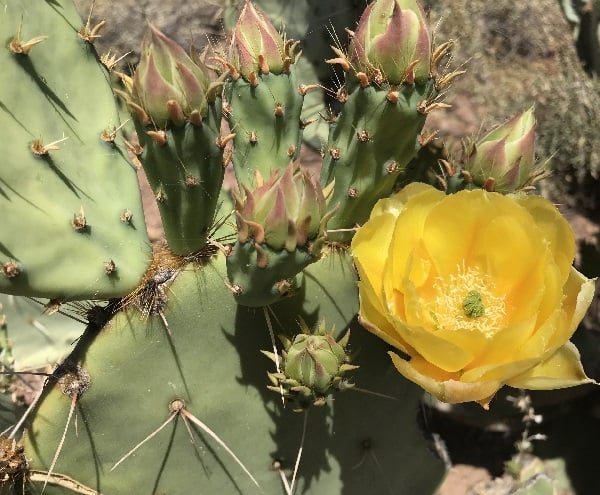 opuntia engelmannii