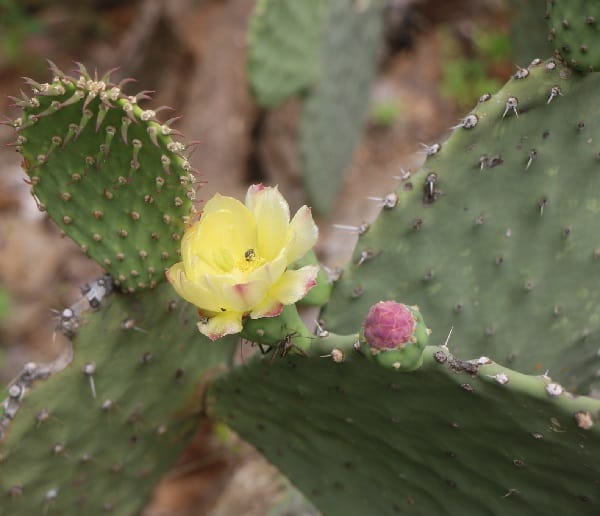 opuntia