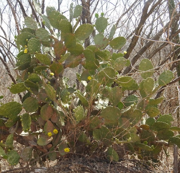 opuntia feroacantha