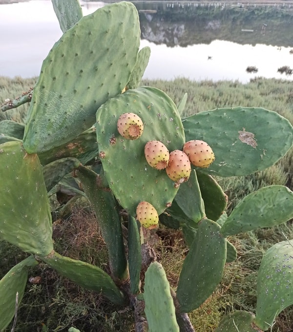 opuntia ficus indica