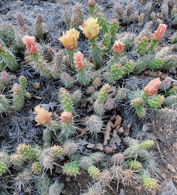 opuntia fragilis