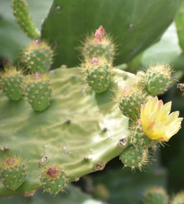 opuntia fuliginosa