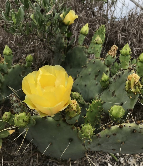 opuntia fusco atra