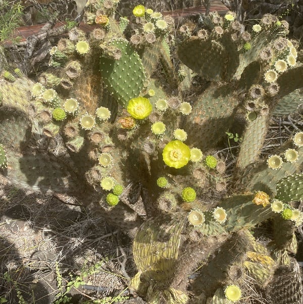 opuntia galapageia