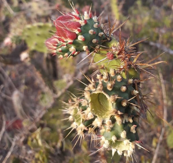 opuntia gaumeri