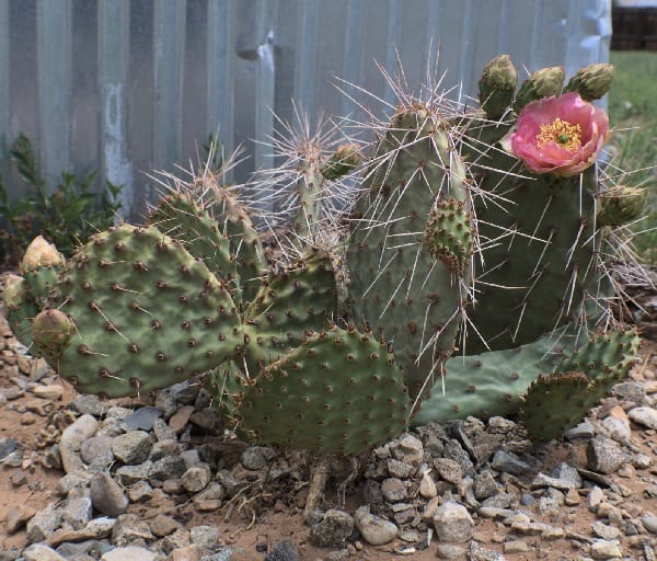 opuntia gilvescens