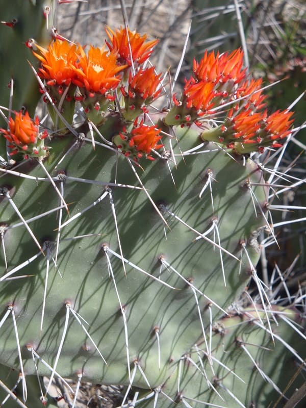 opuntia glaucescens