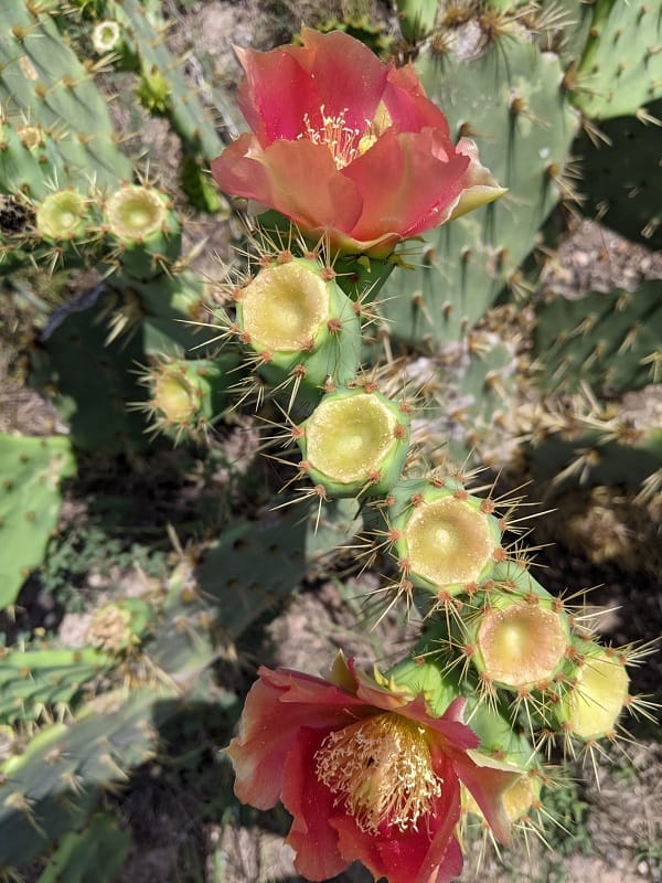 opuntia gomei