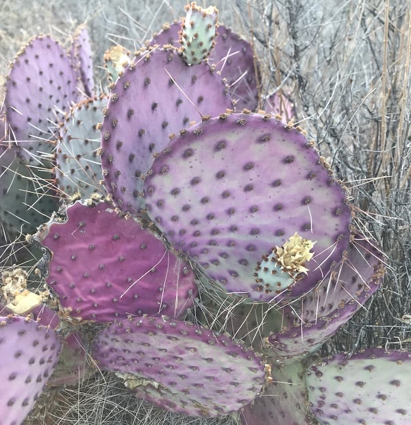 opuntia gosseliniana