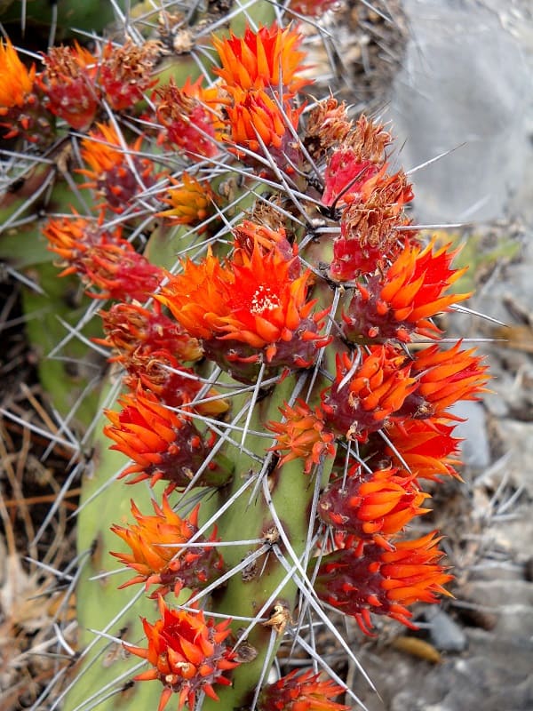 opuntia grandis