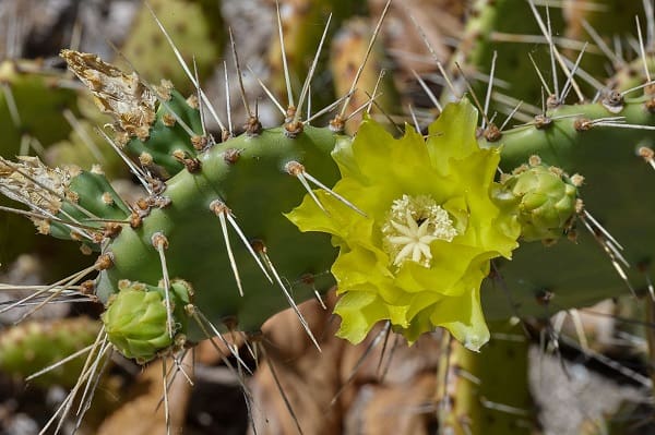 opuntia guatemalensis