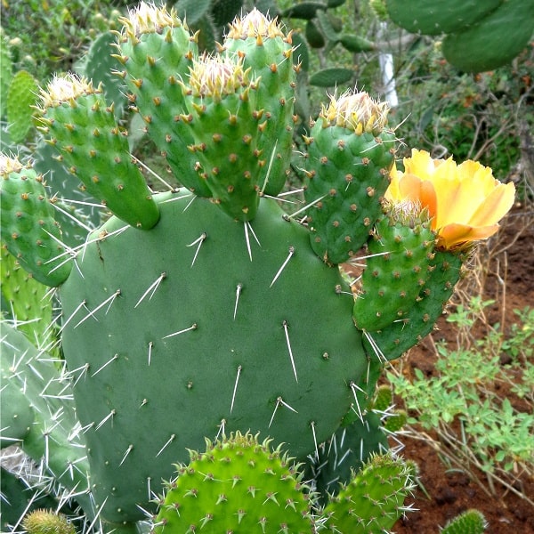 opuntia guilanchi