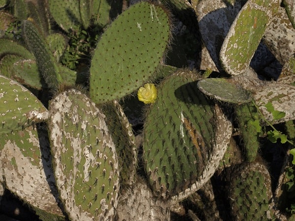 opuntia helleri