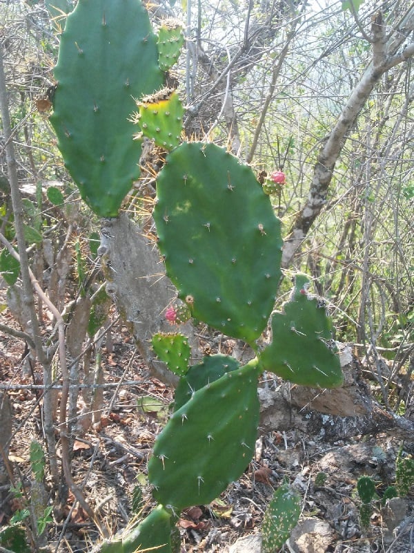 opuntia hondurensis