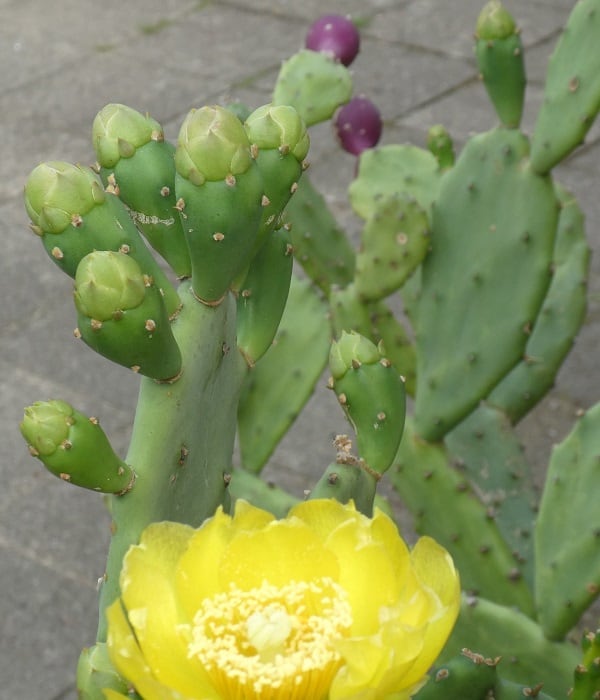 opuntia howeyi