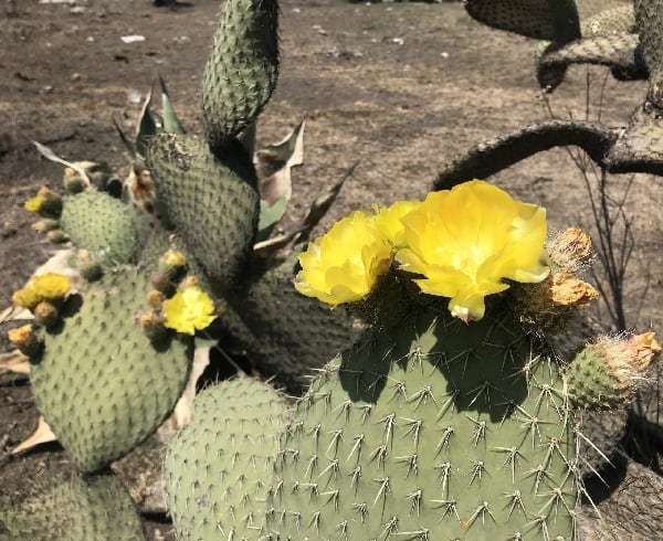 opuntia huajuapensis