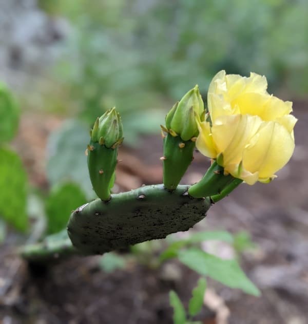 opuntia humifusa