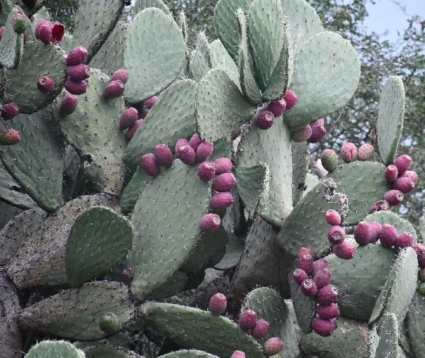 opuntia hyptiacantha