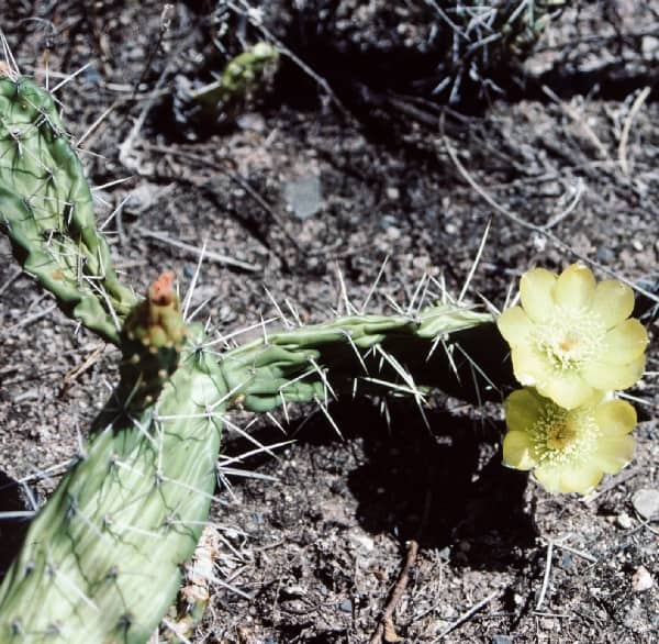 opuntia inaequilateralis