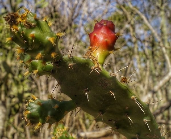 opuntia inaperta