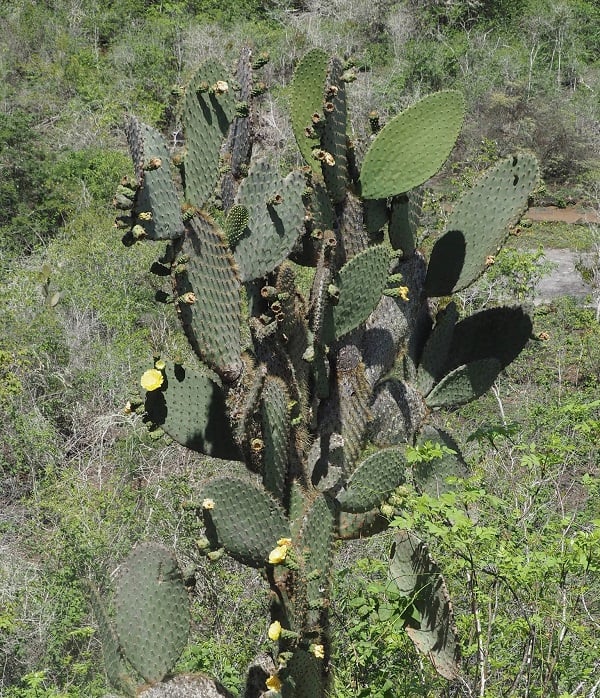 opuntia insularis