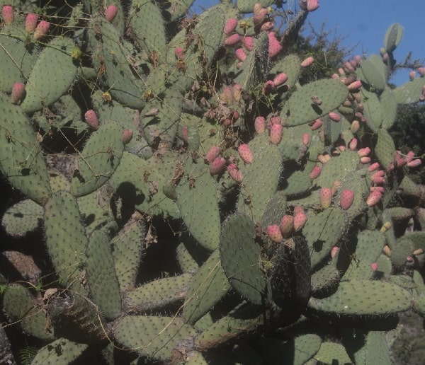 opuntia jaliscana