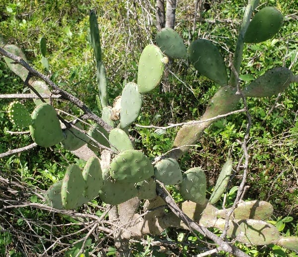 opuntia jamaicensis