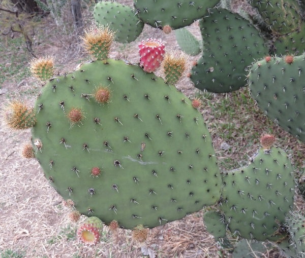 opuntia joconostle