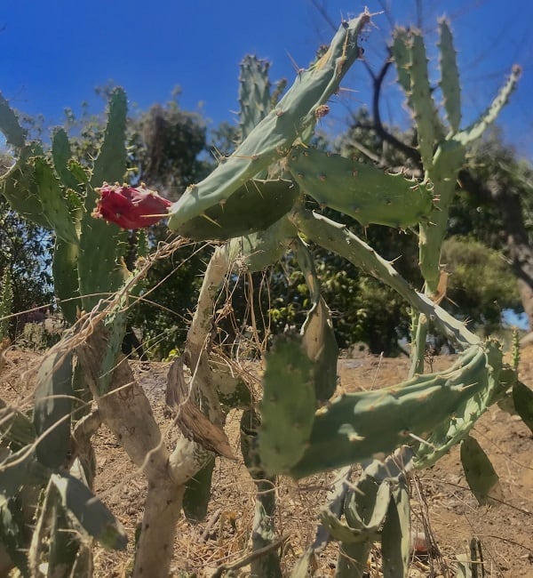 opuntia karwinskiana